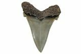 Serrated Angustidens Tooth - Megalodon Ancestor #269955-1